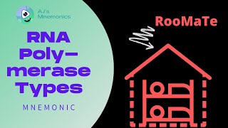 RNA Polymerase Types Mnemonic [upl. by Margreta908]