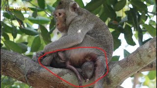 Newborn One More  New Baby Monkey Born  Nice Mom Birth A Cute Baby [upl. by Nnaerb659]