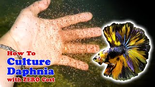 How to Culture Daphnia with ZERO Cost  Unlimited Live Food For Our Fish [upl. by Sparke211]