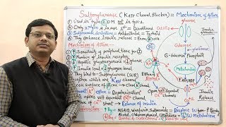 Diabetes Mellitus Part10 Mechanism of Action of Sulfonylurease  Antidiabetic Drugs  Diabetes [upl. by Hayyikaz]