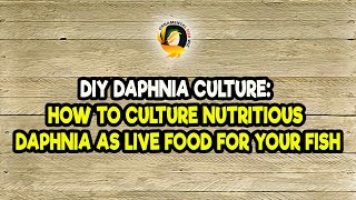 DIY Daphnia Culture How to Culture Nutritious Daphnia as Live Food for Your Fish [upl. by Onateyac]