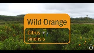 Wild Orange Oil – doTERRA Sourcing Brazil’s Orange Essential Oil [upl. by Erdei551]