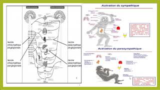 PHYSIOLOGIE  le système nerveux autonome [upl. by Ahseki582]