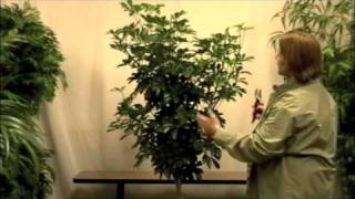 Prune this How to Prune an Arboricola Dwarf Schefflera [upl. by Nahaj911]