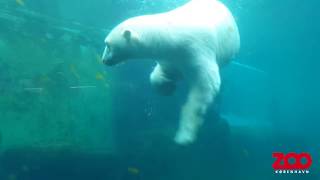 Isbjørne møder fiskestime  Copenhagen Zoo [upl. by Foss184]