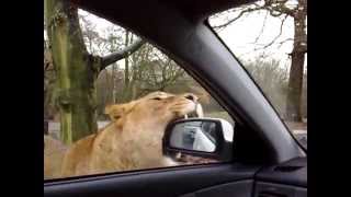 Lion attack at Knowsley Safari park [upl. by Ing]