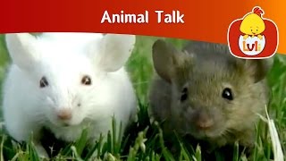 Animal Talk  The world of the mouse  Cartoon for Children  Luli TV [upl. by Ltihcox644]