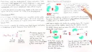 Protein Kinase A PKA [upl. by Yedarb]