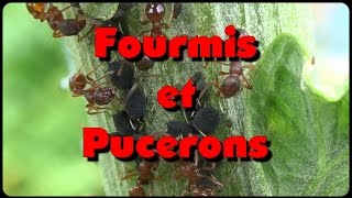 Fourmis et pucerons un intérêt commun [upl. by Elahcim]