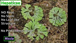 Classification of Bryophytes [upl. by Akinnej46]