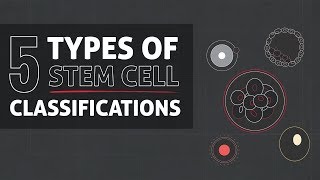 5 Types of Stem Cell Classifications [upl. by Teriann]