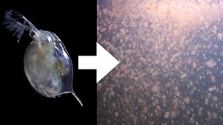 How I Culture Daphnia [upl. by Ylehsa]