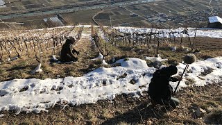 Une année à la vigne  Les domaines du possible 14  Hiver [upl. by Kerby]