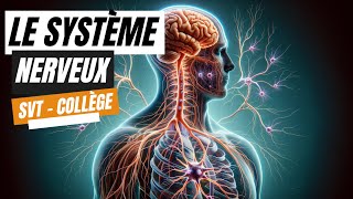 Le système nerveux  SVT Collège [upl. by Llyrpa]