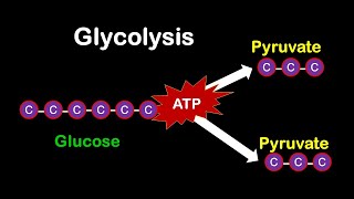 Glycolysis MADE EASY [upl. by Buchanan]