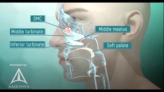 Tour of the Nasal Passage  3D animation [upl. by Harvard]