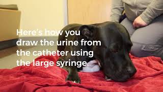 Maintaining a Urinary Catheter  SAGE Veterinary Centers [upl. by Llorrac667]