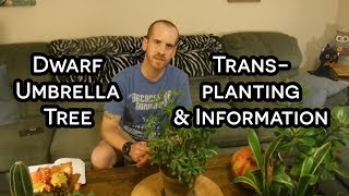 The Dwarf Umbrella Tree Transplanting amp Information Schefflera arboricola [upl. by Prisca613]