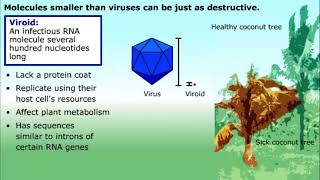 Prions and Viroids [upl. by Nnayt]