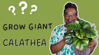 Do THIS to grow a GIANT Calathea Fasciata in LECA  The Leca Queen [upl. by Kort]