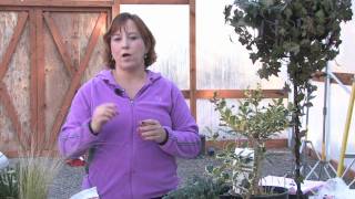 Gardening Tips  How to Prune Oleander [upl. by Whitson]