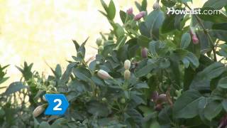 How to Care for Fuschia Plants [upl. by Harley]