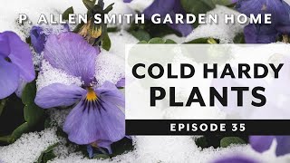 Cold Hardy Plants Pansies amp Violas  P Allen Smith 2019 [upl. by Broder]