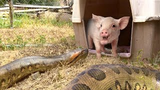 Anaconda Enters Pig PenEats Pig Extended Time Lapse x5 [upl. by Notyarb]