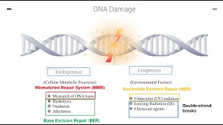 DNA Repair Mechanisms Part 1 [upl. by Fulmer]