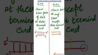 Exonucleases and Endonucleases [upl. by Cormack]