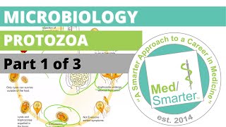 Protozoa  Microbiology  USMLE STEP 1  Part 1 of 3 [upl. by Htebazila]