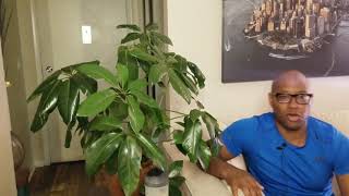 How to Take Care of That Schefflera Amate [upl. by Tully]