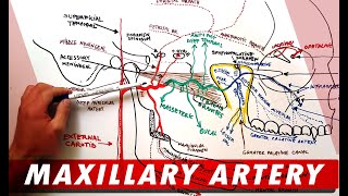 MAXILLARY ARTERY and its Branches  Anatomy Tutorial [upl. by Ferullo]