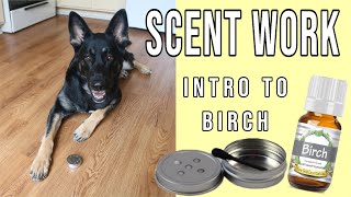 Intro to Birch Scent  Training K9 Scentwork Nosework Sport Detection [upl. by Kelli]