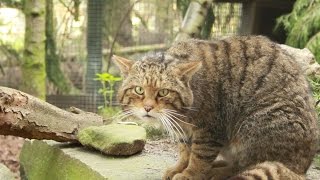 How to identify a Scottish wildcat [upl. by Anehs581]