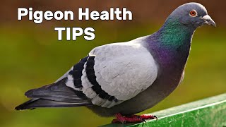 Pigeon Diseases and Treatment [upl. by Ielak610]