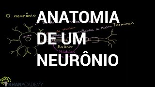 Anatomia de um neurônio  Biologia  Khan Academy [upl. by Kimbell160]