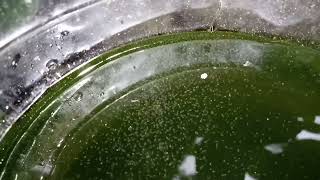 DAPHNIA MOINA CULTURE IN A SMALL BUCKET [upl. by Lartnom364]