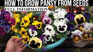 How To Grow Pansy From Seed With Full Updates [upl. by Sremmus]