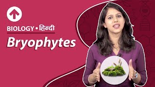 Bryophytes  Hindi  Biology [upl. by Notnek329]