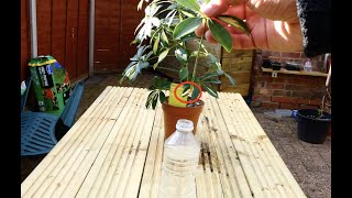 A Very Simple Method to Propagate Your Umbrella Tree Schefflera Plant [upl. by Assenav]