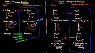 Shuttle Mechanisms MalateAspartate and GlycerolPhosphate [upl. by Etyak]