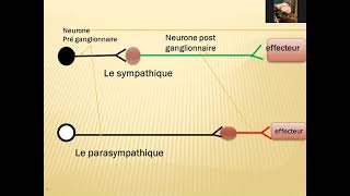le système nerveux végétatif [upl. by Aicire]
