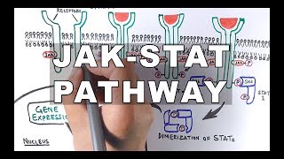 JAKSTAT Signalling Pathway [upl. by Zebulen]