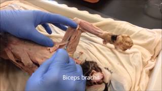 Cat Muscle Identification [upl. by Eelyab]