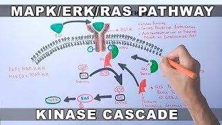 MAPKERK Signaling Pathway [upl. by Honora]