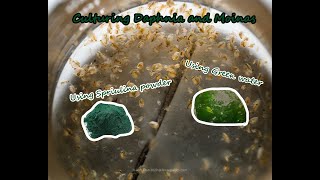 How To Culture Daphnia and Moinas using Green Water Spirulina powder [upl. by Surazal350]