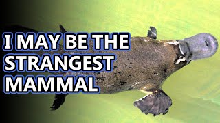 Platypus facts mammals that lay eggs  Animal Fact Files [upl. by Tessi]