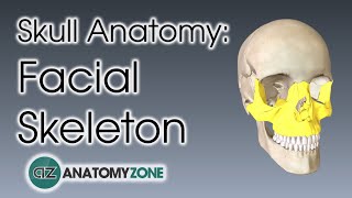 Facial Skeleton  Skull Anatomy [upl. by Matthieu]