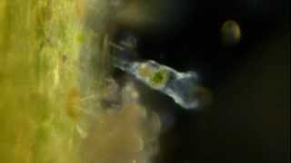 Amazing Microscopic Animals [upl. by Thebault]